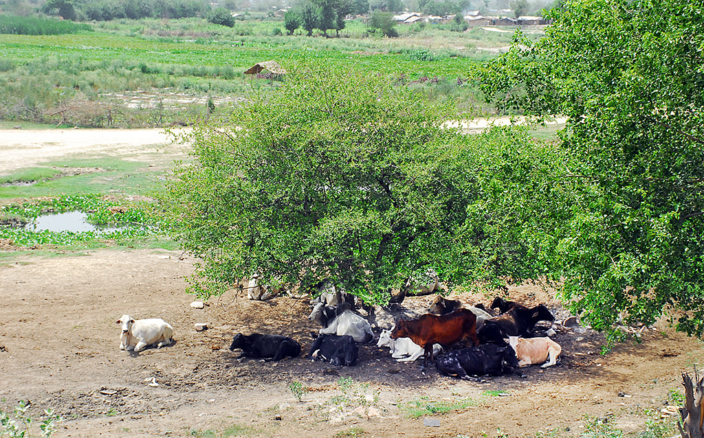 

NH Photo by Pramod Pushkarna