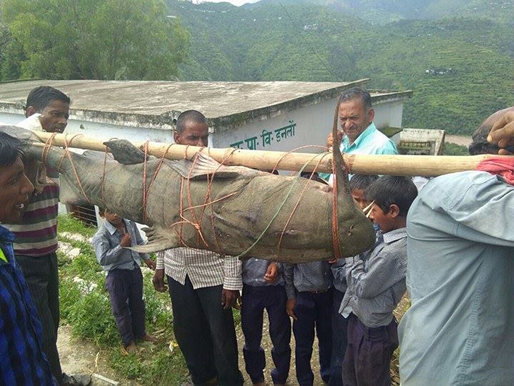 Catching giant cat fish lands Uttarakhand villagers in trouble