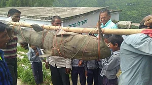 Catching giant cat fish lands Uttarakhand villagers in trouble