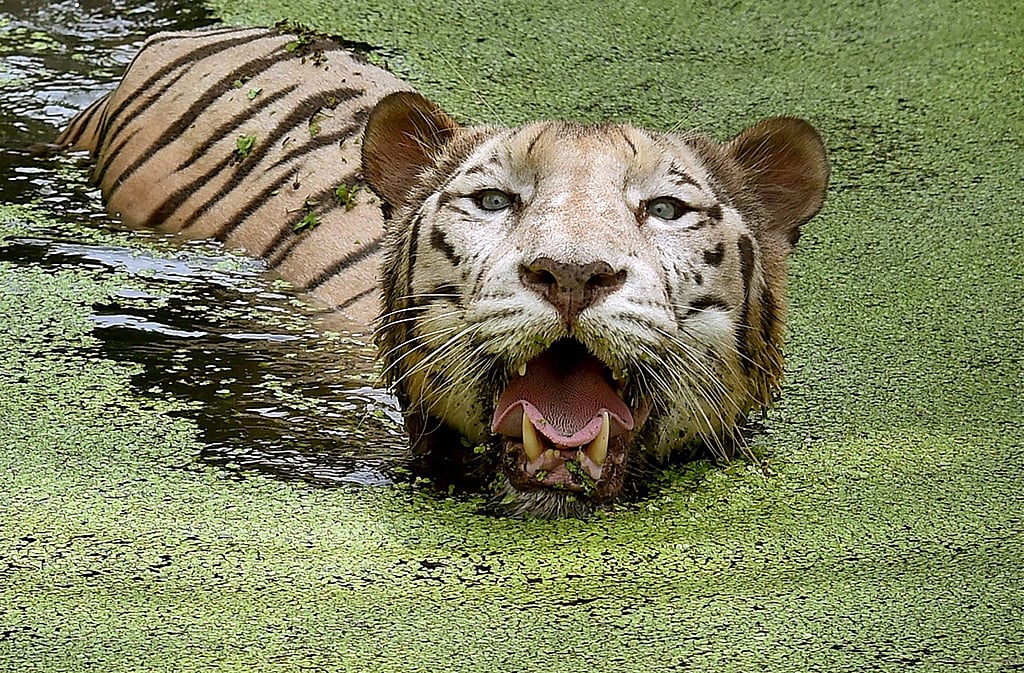 
















July 28: Delhi and beyond, in pictures