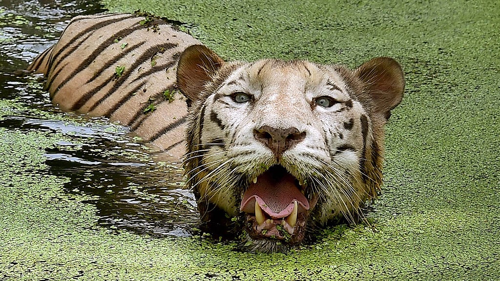 

PTI Photo