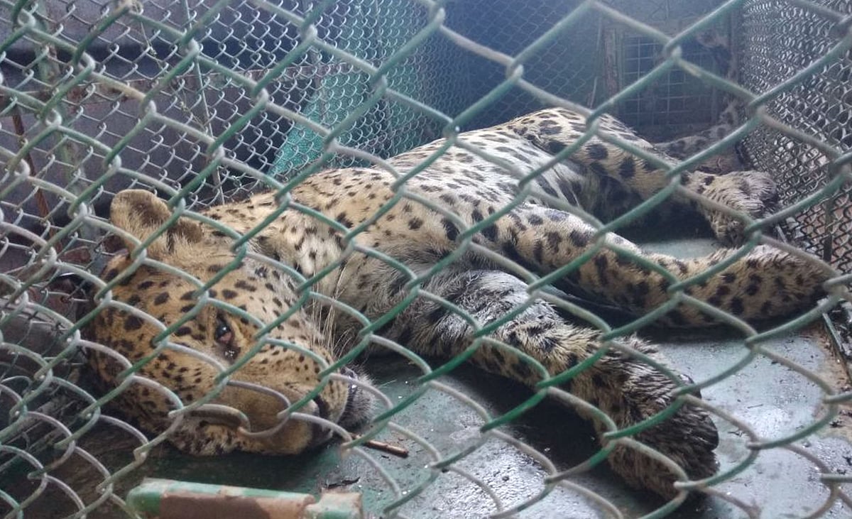 

IANS