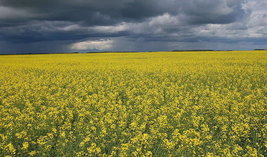 From Bt Brinjal to GM Mustard: how resisting GM is no longer the same