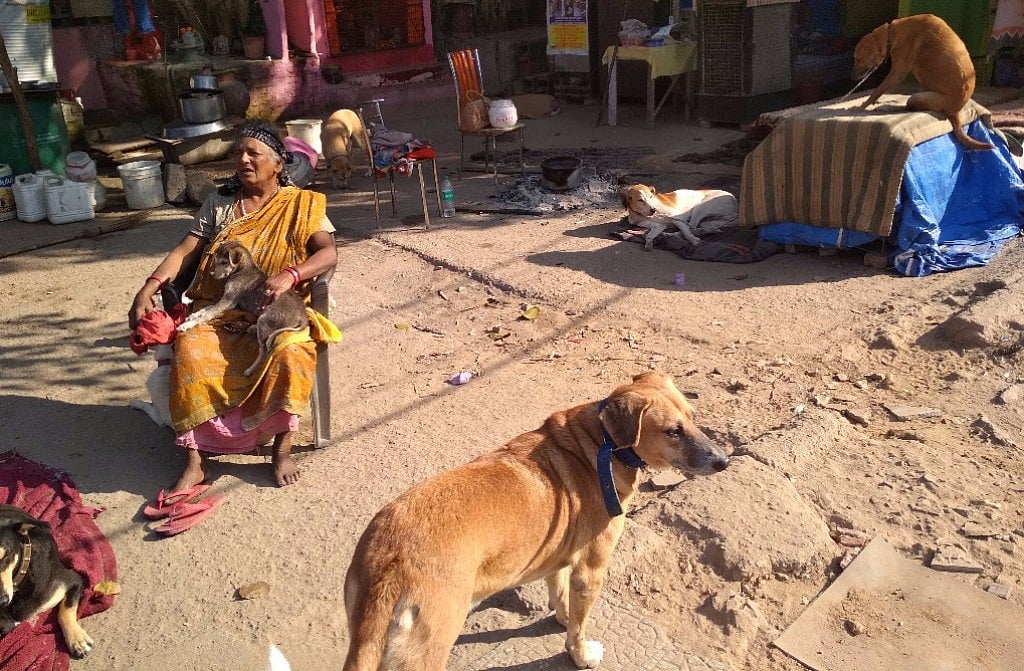 The mother of stray dogs 