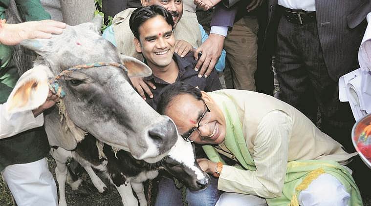 Abandoning cows could soon land you in jail in Madhya Pradesh