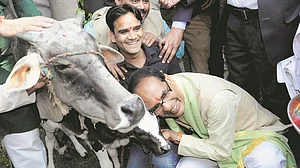 Abandoning cows could soon land you in jail in Madhya Pradesh