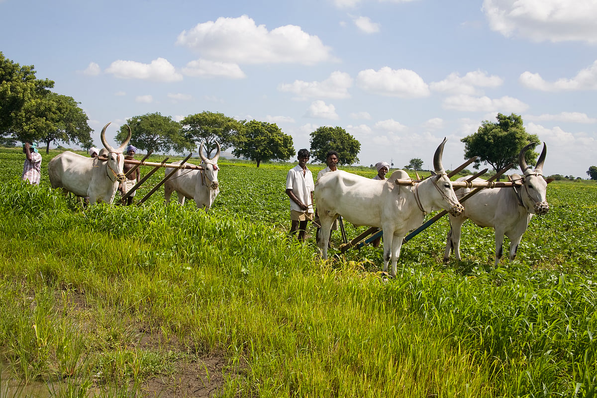 Punjab’s ‘Farm-stay Man’ wants boost for agri-tourism  