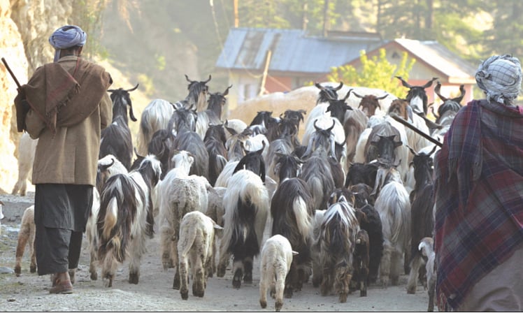  The nowhere people of Jammu & Kashmir