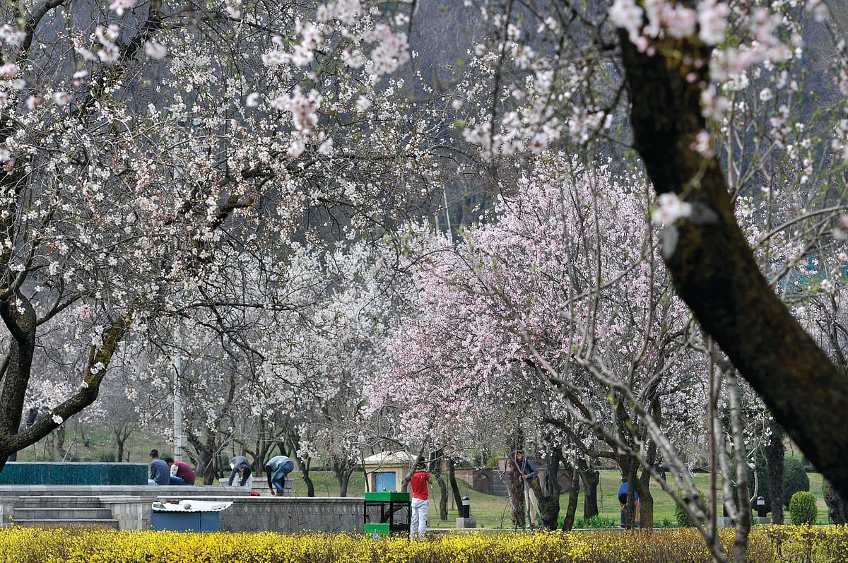 Reflections on deaths under a warm sun and with almonds in blossom