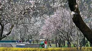 Reflections on deaths under a warm sun and with almonds in blossom