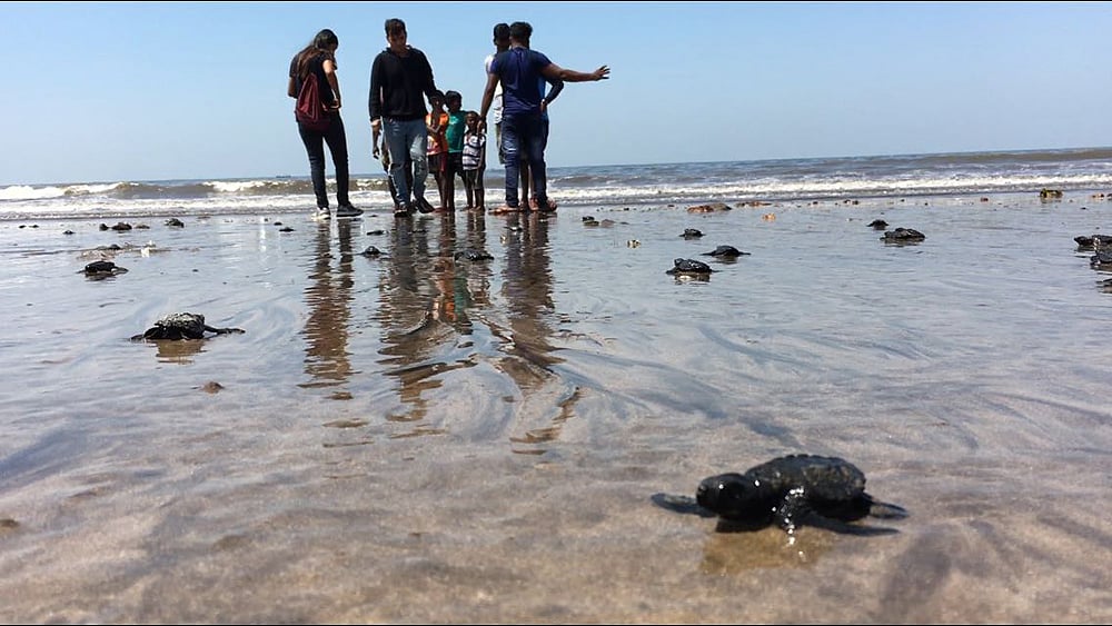 Amazing: Turtles back on Mumbai beach after 20 years!