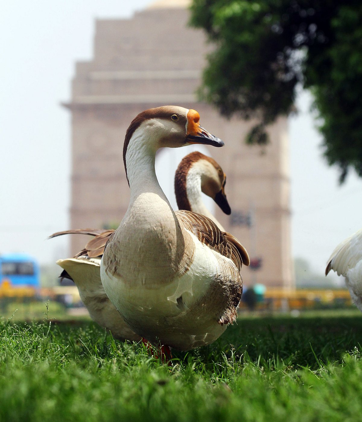 NH photo by Vipin