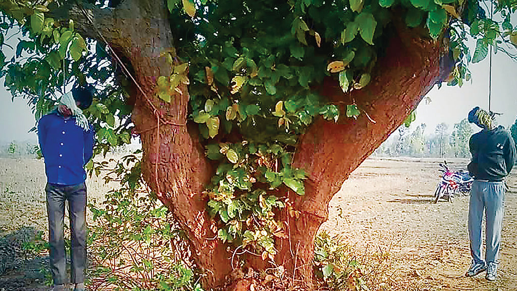 Two cattle traders, Mazloom Ansari (32) and Imtiaz Khan (12), were abducted in Latehar in March, 2016, beaten mercilessly and strung from a tree when they fell unconscious