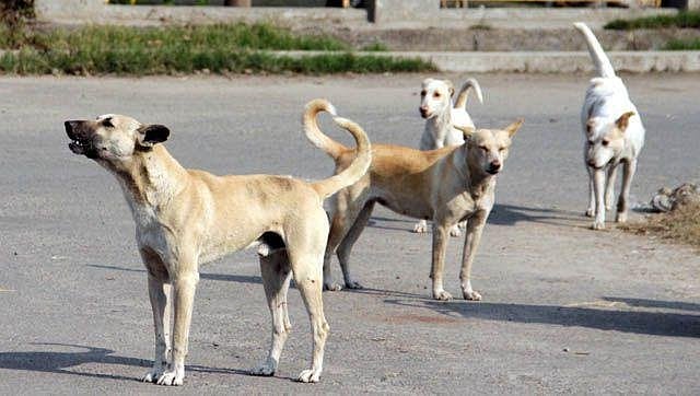 Stray dogs have killed 12 children to date in  Sitapur, Uttar Pradesh