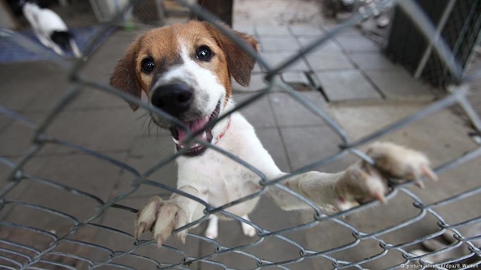 Delhi to notify human rabies as notifiable disease under Epidemic Diseases Act