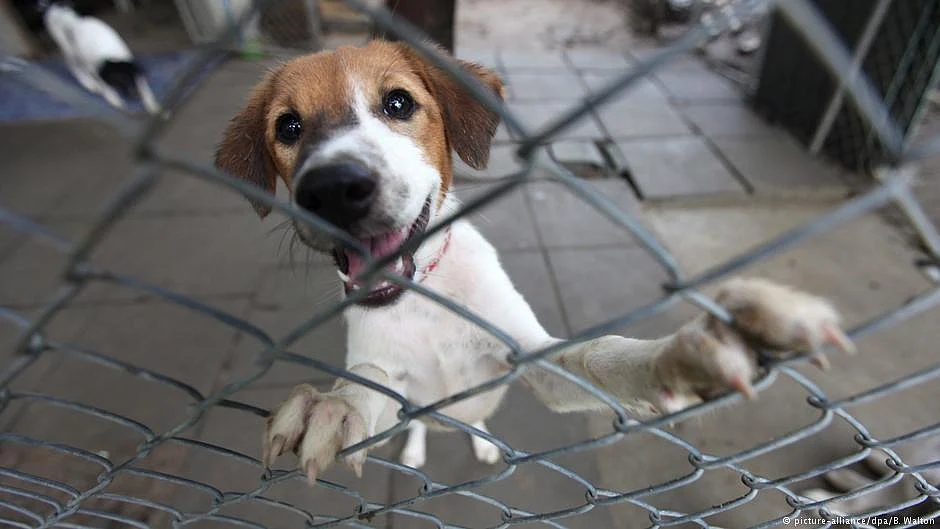 Rabies poses health risk in Thailand