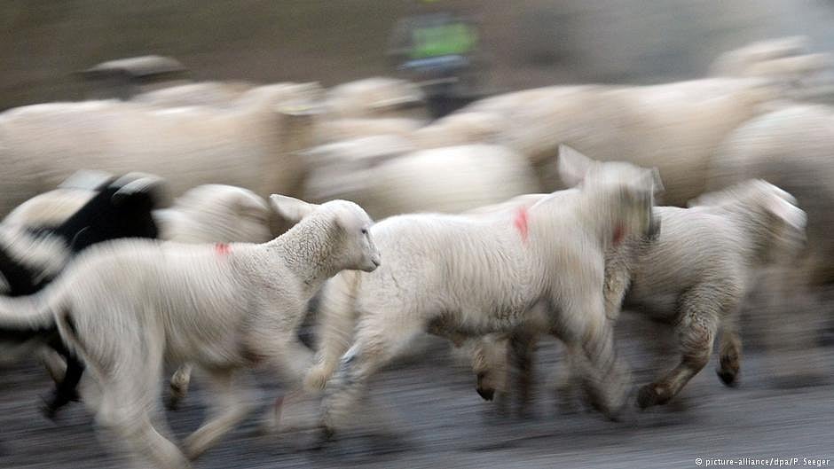 7,600 herding families receive assistance in Afghanistan