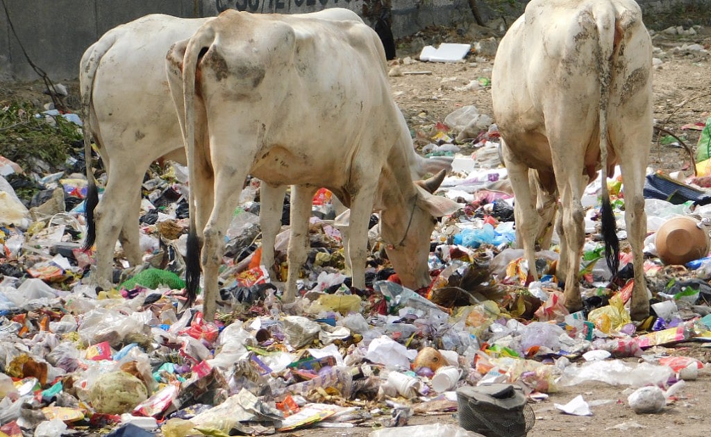 World Environment Day: Plastic is a threat to humanity
