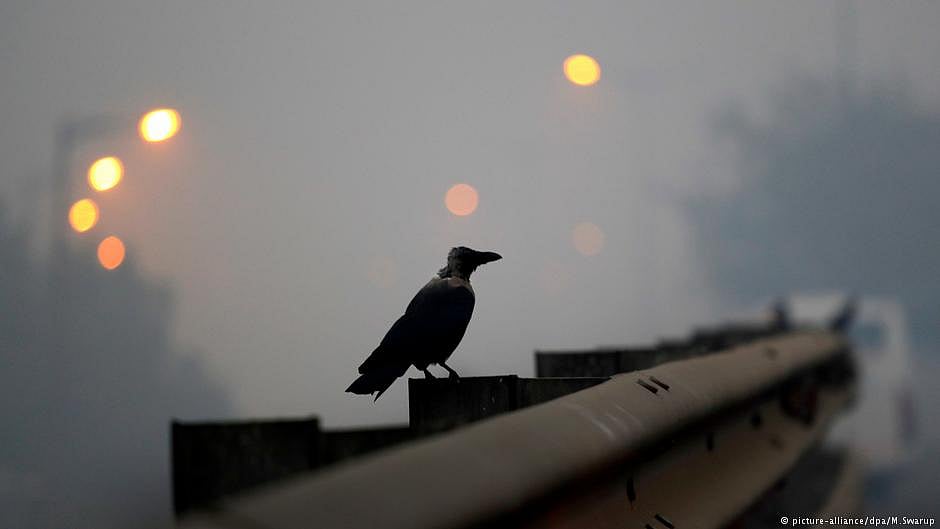 Bird flu confirmed in dead crows in MP's Agar Malwa; govt asks bordering districts to be vigilant