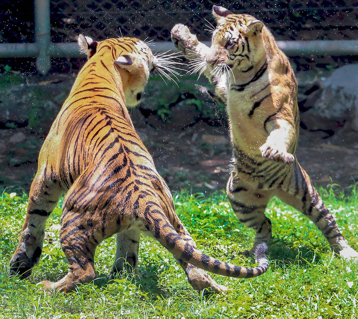 July 19: Delhi and beyond, in pictures