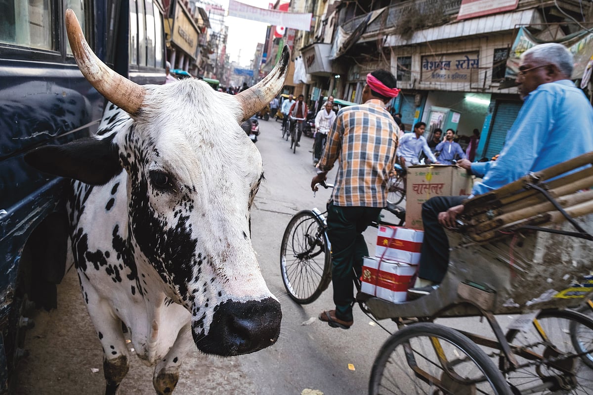 In Yogi’s UP, stray cattle turn into farmers’ foes
