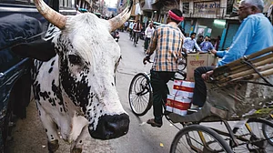 In Yogi’s UP, stray cattle turn into farmers’ foes