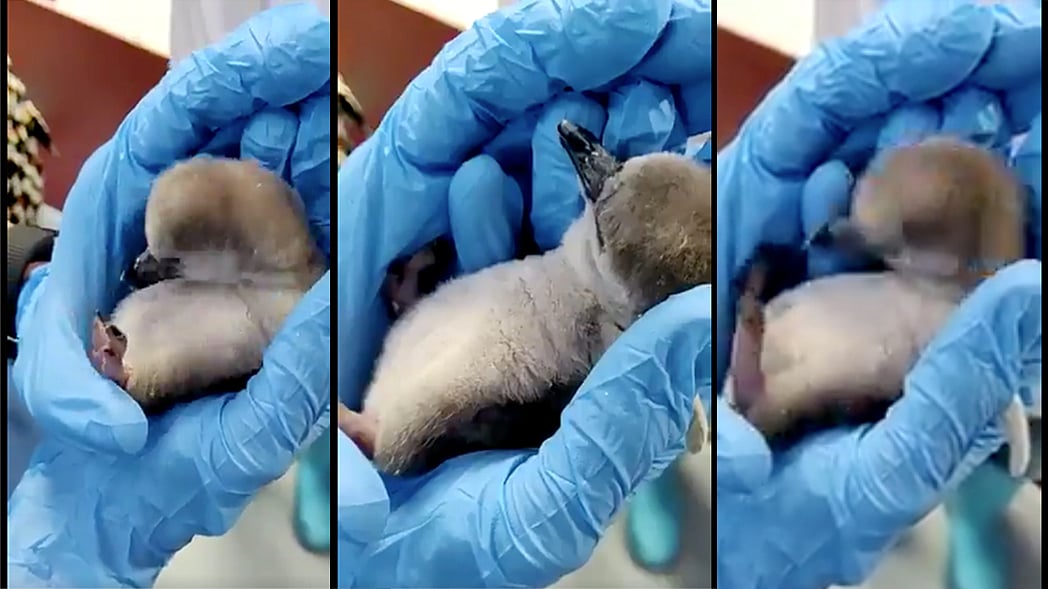 WATCH: Mumbai Zoo’s adorable  penguin chick—‘Freedom Baby’