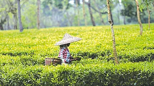 A haunting tale of minorities in Assam...