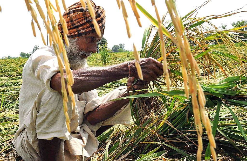 Paddy crops affected by heavy rains in Punjab, Haryana and Chandigarh