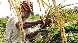 Paddy crops affected by heavy rains in Punjab, Haryana and Chandigarh