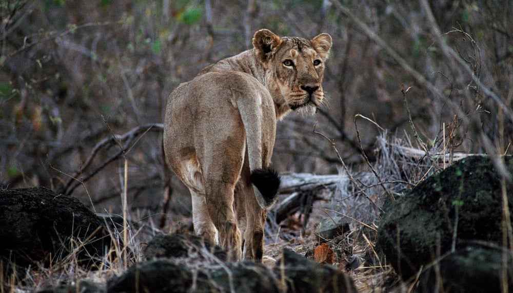 14 lions dead in 14 days in Gujarat’s protected Gir forests