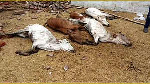 450 cows allegedly lose their home for PM Narendra Modi’s event; 8 die