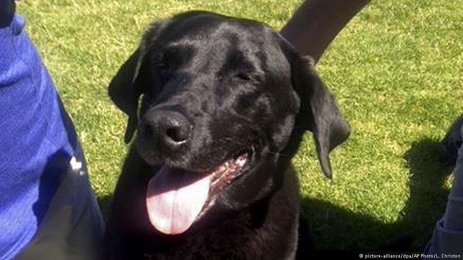Said to be an antidote to 'Shani', dogs, monkeys dyed black bring in big bucks