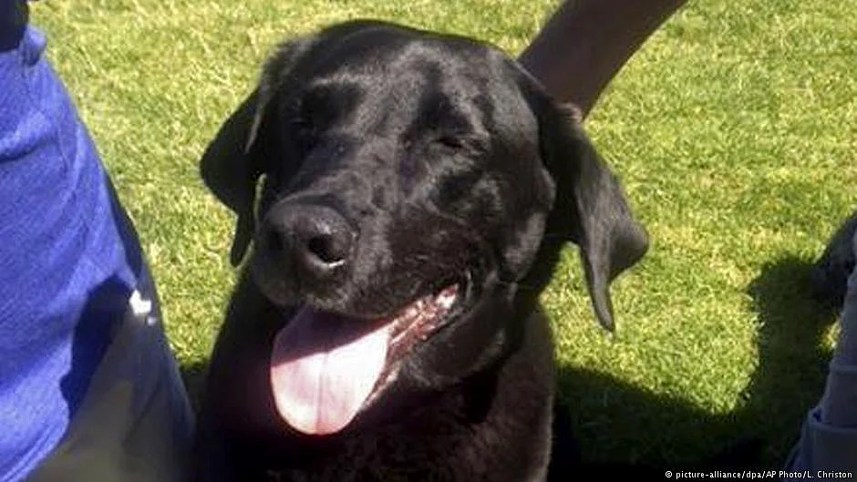 Black dogs, without a speck of any other colour, are extremely rare (Photo: DW)