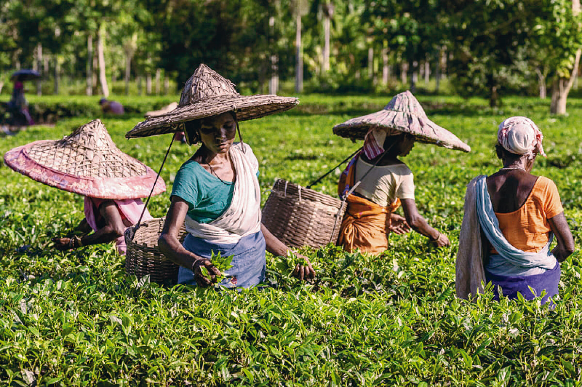 A glimpse into lives of Adivasi tea plantation workers