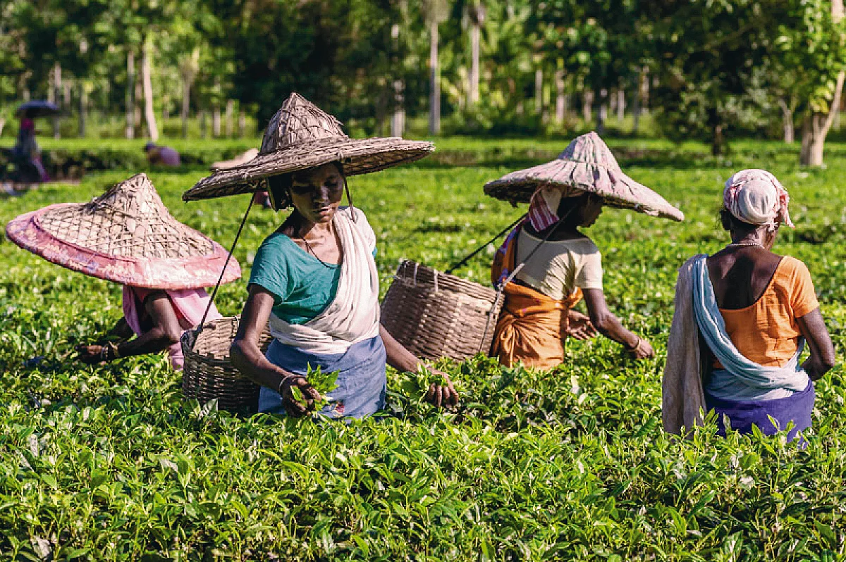 A glimpse into lives of Adivasi tea plantation workers