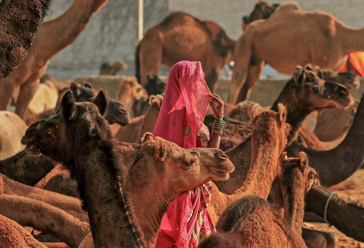 November 15: Delhi and beyond, in    pictures