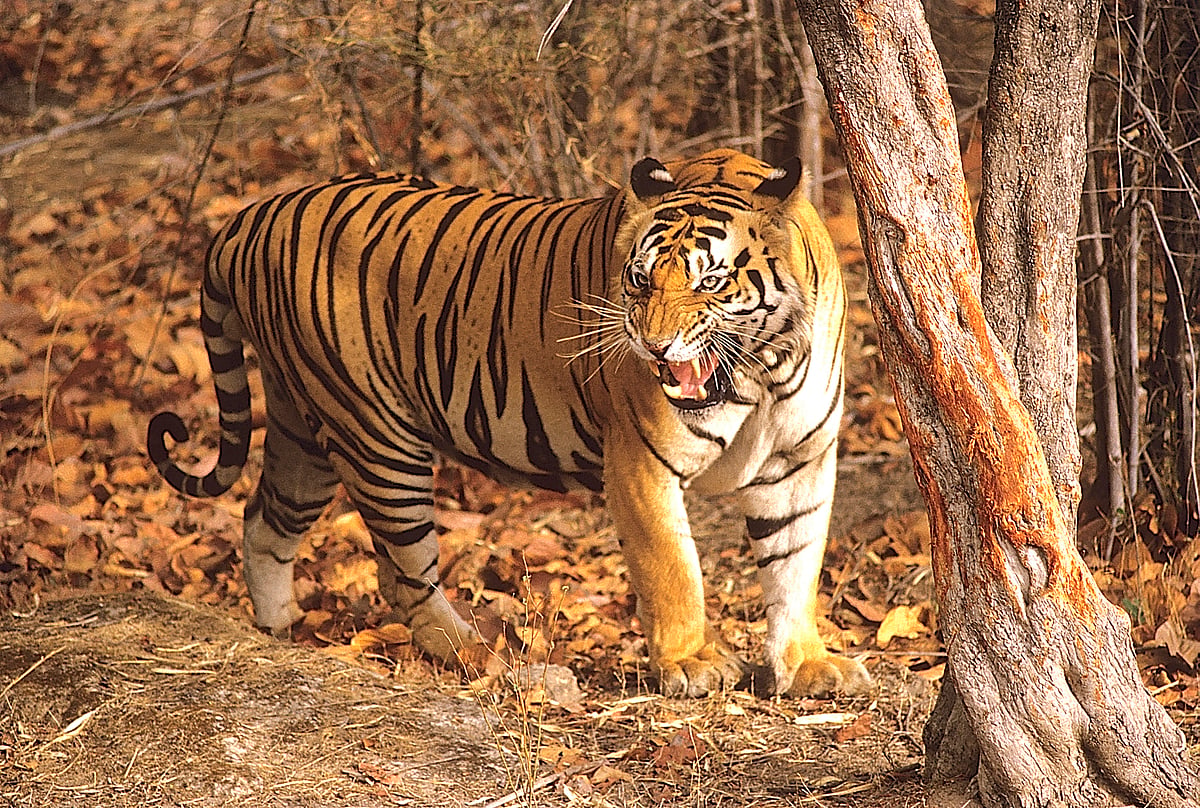 Is Maharashtra creating man-eaters?