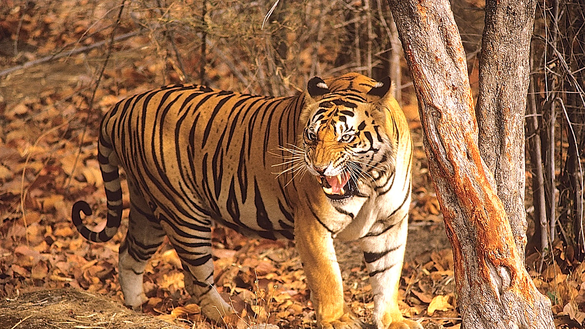 Is Maharashtra creating man-eaters?