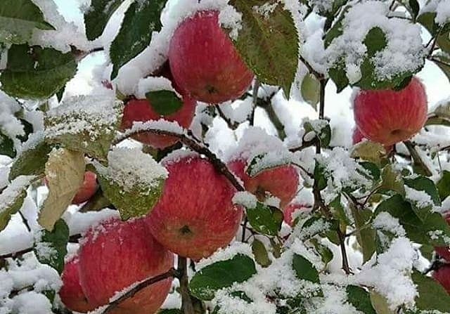 Kashmir: Heavy snowfall wreaks havoc on apple orchards
