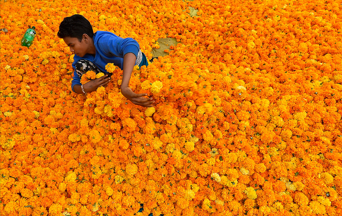 A flower-seller's assistant sits among the flowers at Ghazipur flower market ahead of Diwali, in New Delhi. Perhaps the saffron party wants them to be festive all year round?