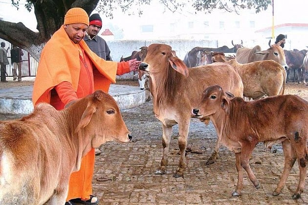 Uttar Pradesh: Aligarh farmers locking up stray cows in govt buildings to save crops 