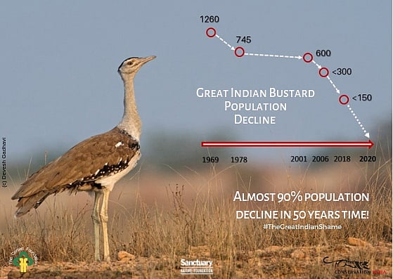 Emergency campaign launched to save the Great Indian Bustard from extinction