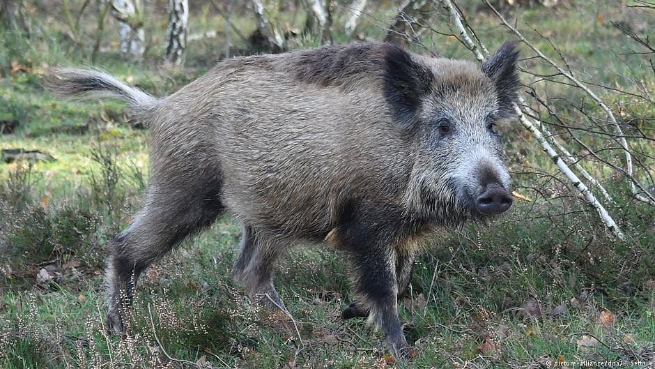 Mizoram on high alert as African Swine Fever resurfaces