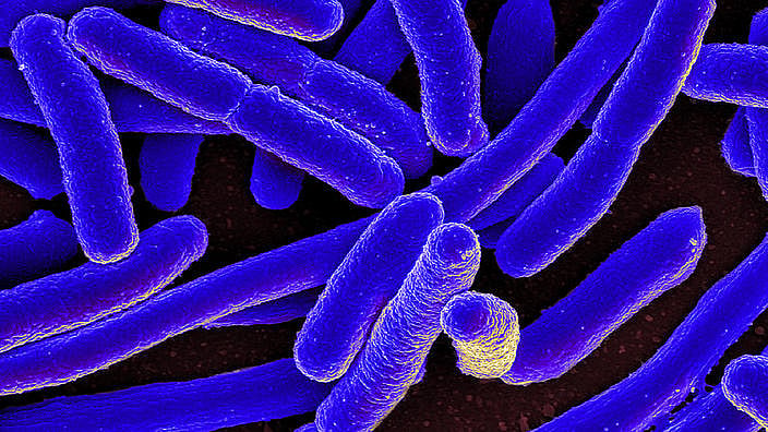 New Delhi ‘superbug’ gene found 12,870 km away in ‘pristine’ Arctic