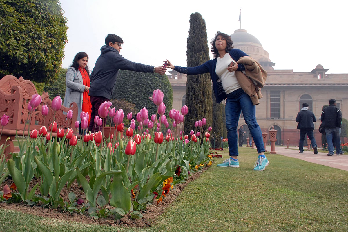 Mughal Gardens open for public from February 6: flowers in pictures 