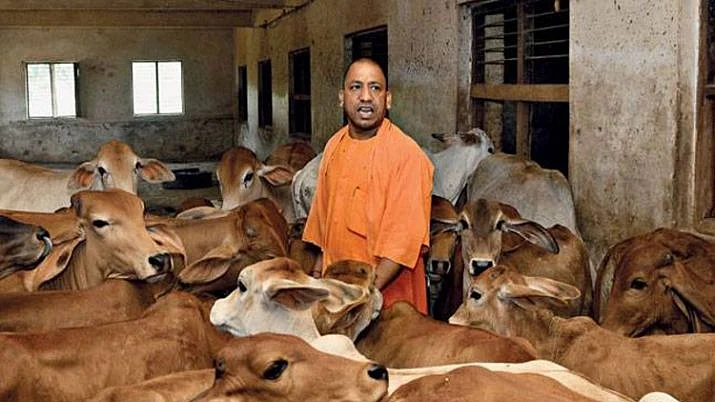  UP Budget: ₹612.6 cr for stray cattle, gaushalas