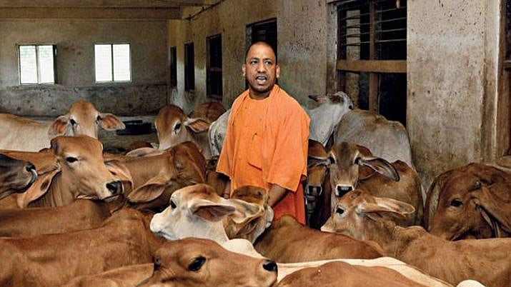  UP Budget: ₹612.6 cr for stray cattle, gaushalas