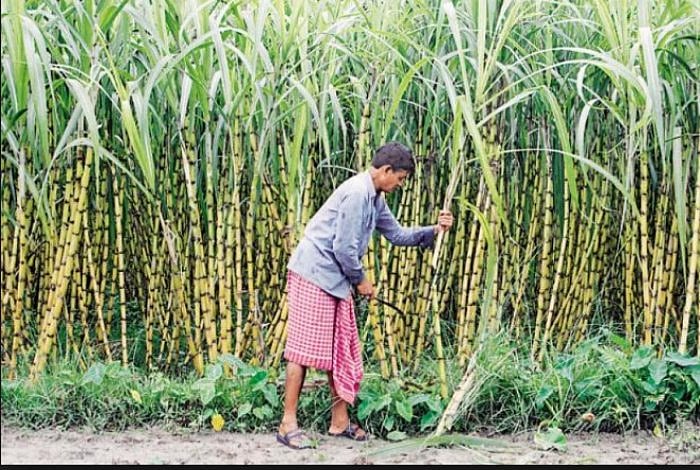 Opposition parties stage walkout from Uttar Pradesh assembly over dues of sugarcane farmers