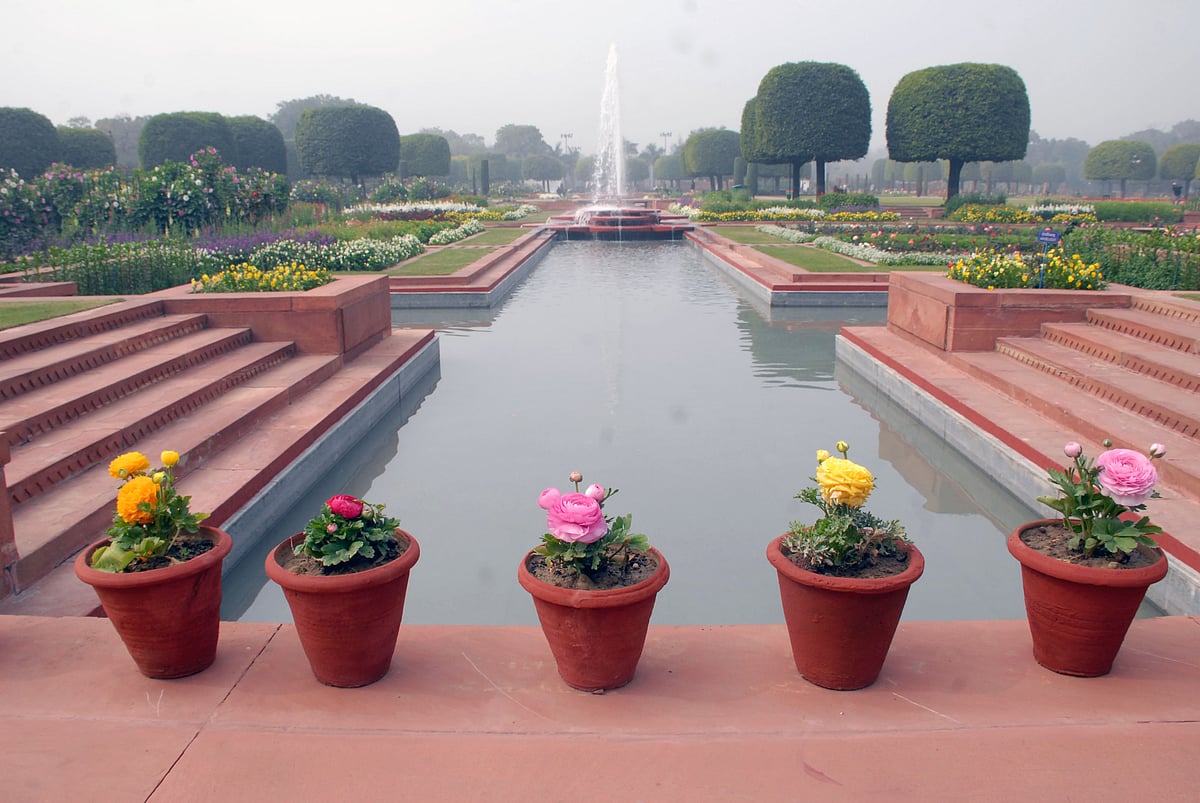 Mughal Gardens open for public from February 6: flowers in pictures 